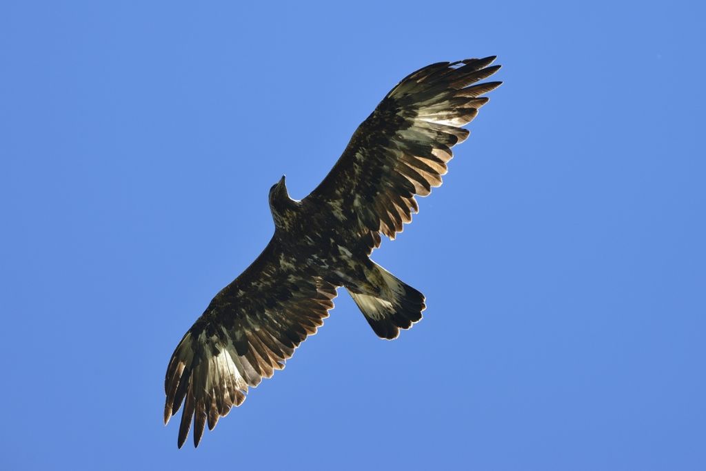 Aquila in volo